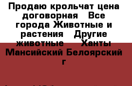 Продаю крольчат цена договорная - Все города Животные и растения » Другие животные   . Ханты-Мансийский,Белоярский г.